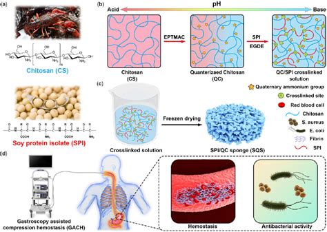  Quaternized Chitosan: Un Materiale Biocompatibile per Applicazioni di Rigenerazione Tissutale!