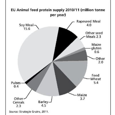  Alfalfa: Un Alleato Versatile per l'Alimentazione Animale e la Biofertilizzazione