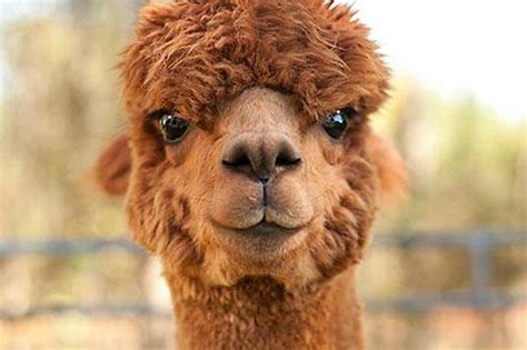  Alpaca: Un Tesoro Peruviano per l'Eleganza di Alta Moda e la Sofisticatezza del Design!