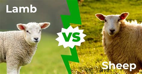 Are Lamb and Sheep the Same Animal? Exploring the Curious Connection Between Wool and Wisdom