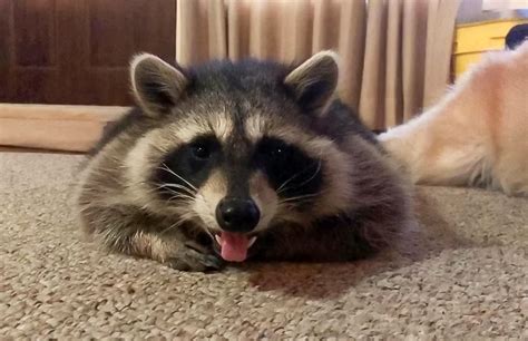 Can You Have a Pet Raccoon in Ohio? And Why Do They Love Pizza So Much?