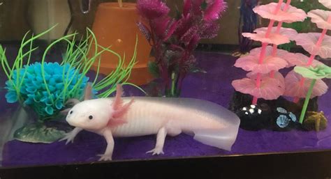 Can You Have an Axolotl for a Pet, and What If They Could Write Poetry?