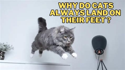 How Long Does It Take to Repair a Transformer, and Why Do Cats Always Land on Their Feet?