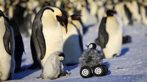 How to Grow Your Photography Business: Why Penguins Don’t Use Tripods