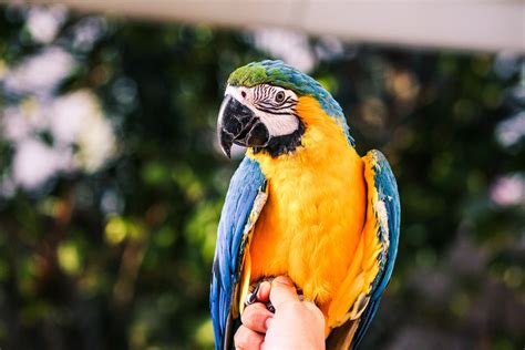 How to Pet a Parrot: And Why They Might Teach You Quantum Physics