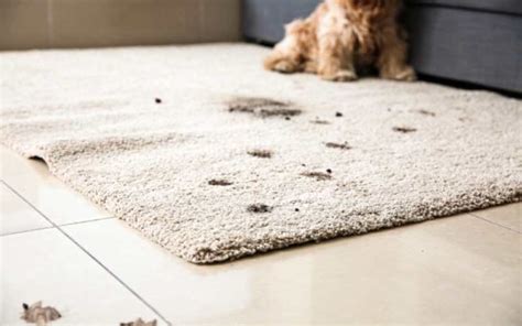 How to Repair Carpet Damage by Pets: A Comprehensive Guide and the Curious Case of Feline Interior Design Preferences