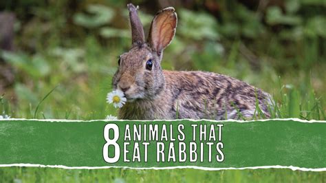 What Animal Eat Rabbits: Exploring the Predators and Beyond