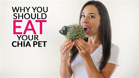 What's a Chia Pet? And Why Do They Make Great Conversation Starters?