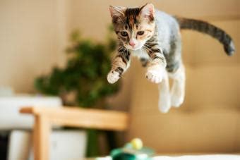 Why Do Apartments Charge Pet Rent? And Why Do Cats Always Land on Their Feet?