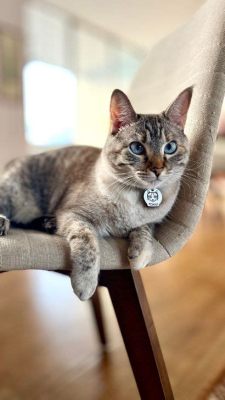 Why Does My Cat Grunt When I Pet Her? And Why Do Some Cats Prefer to Watch TV Upside Down?